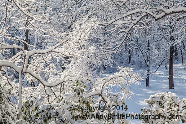 Winter Morning